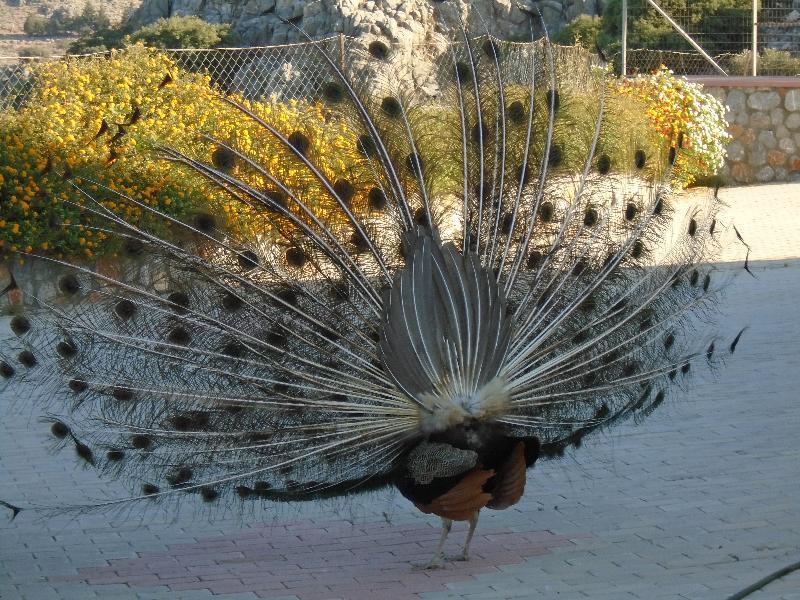 Hotel Ziakis Pefki Buitenkant foto
